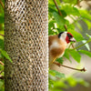 Peckish Sunflower Hearts 2kg in bird feeder